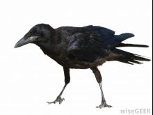 Jimmy the Crow