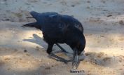 Jimmy the Crow