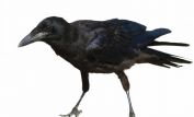 Jimmy the Crow