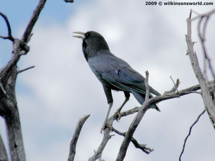 Jimmy the Crow
