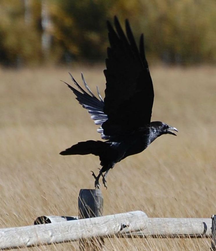 Jimmy the Crow