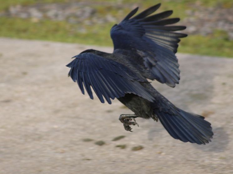 Jimmy the Crow
