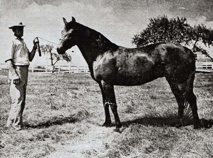 Joan Darling