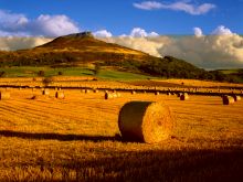Joe Cornish