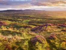 Joe Cornish