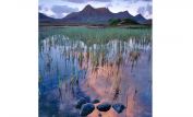 Joe Cornish