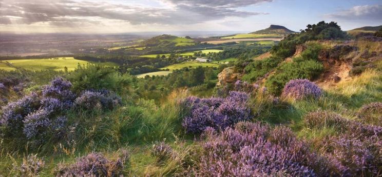 Joe Cornish