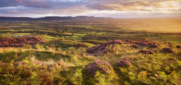 Joe Cornish