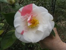 Johanna Taylor