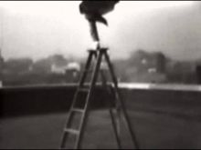 Johnny Eck