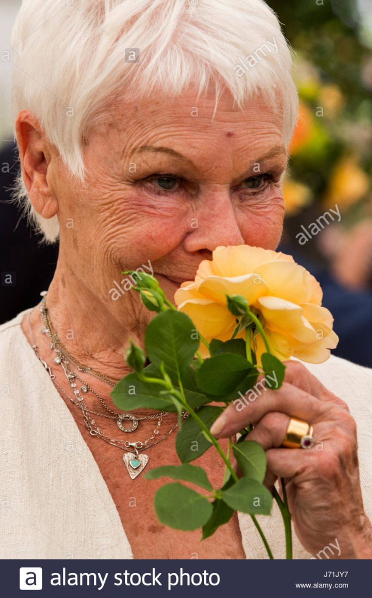 Judi Trott