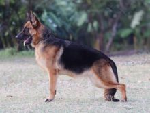 Kascha photo