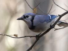 Kenneth Waller photo