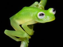 Kermit the Frog