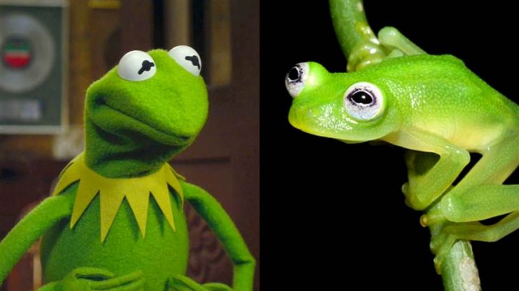 Kermit the Frog
