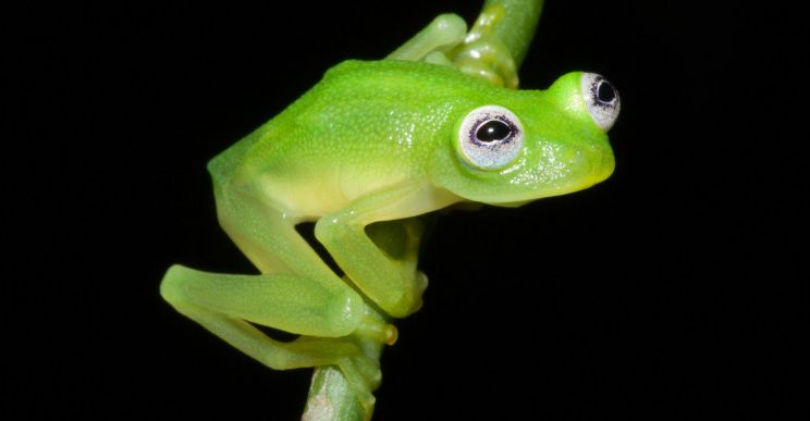 Kermit the Frog