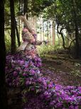 Kirsty Mitchell