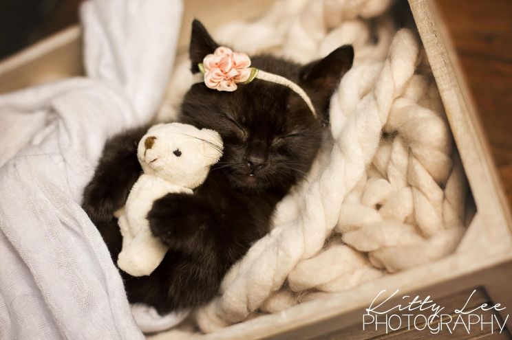Kitty Lee