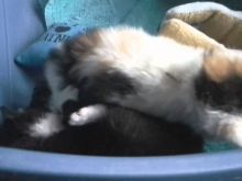 Kitty Monroe