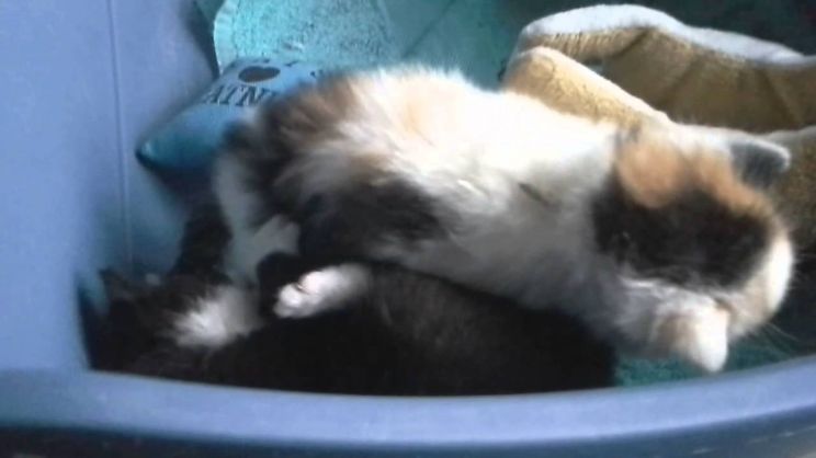Kitty Monroe
