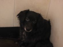 Koda