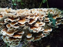 Kristen Connors photo