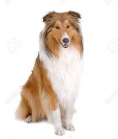 Lassie