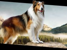 Lassie