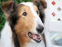 Lassie