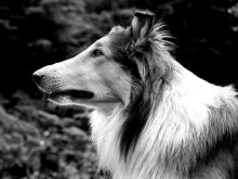 Lassie