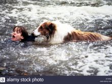 Lassie