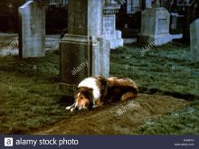 Lassie
