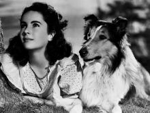 Lassie