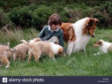Lassie
