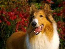 Lassie
