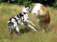 Lassie
