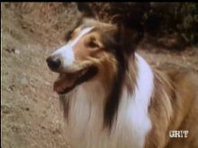 Lassie