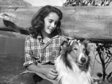 Lassie