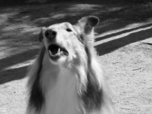Lassie