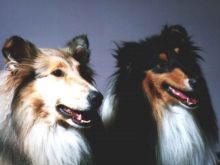 Lassie