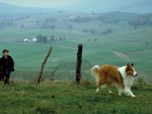 Lassie