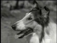 Lassie