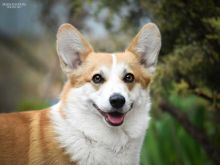 Lassie