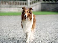 Lassie