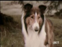 Lassie