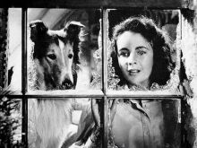 Lassie