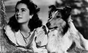 Lassie
