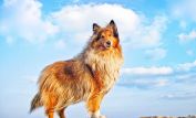 Lassie