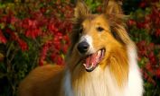 Lassie