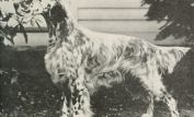 Lassie